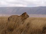 Africa